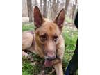 Adopt Negan a Brown/Chocolate - with White German Shepherd Dog / Mixed dog in
