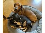 Adopt Tripp a Red/Golden/Orange/Chestnut Dachshund / Mixed dog in Humble