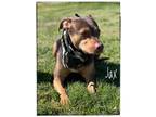 Adopt Jax a Brown/Chocolate - with Tan Doberman Pinscher dog in Maryville