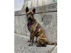 Adopt Max a Brindle Dutch Shepherd / Mixed Breed (Medium) / Mixed dog in San