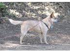 Adopt Jake a Red/Golden/Orange/Chestnut - with White Australian Cattle Dog /