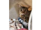 Adopt Evenrude a Brown Tabby Domestic Shorthair / Mixed Breed (Medium) / Mixed