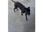 Adopt Latwanda a Black Labrador Retriever / Mixed Breed (Medium) / Mixed (short