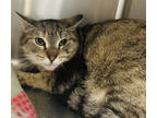 Adopt Miss Mary Mack a Brown Tabby Domestic Shorthair / Mixed Breed (Medium) /