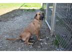 Adopt Dolce a Brindle Mixed Breed (Small) / Mixed Breed (Medium) / Mixed (short