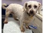 Adopt Millie-PUPPYMILL RESCUE a White Bichon Frise / Mixed dog in Oak Ridge