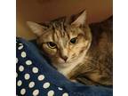 Adopt Aspen 12-05-19 a Brown Tabby Bengal / Mixed Breed (Medium) / Mixed (short