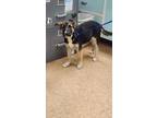 Adopt Shana a Black Shepherd (Unknown Type) / American Pit Bull Terrier / Mixed
