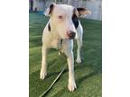Adopt Pinball a White Terrier (Unknown Type, Medium) / Pointer / Mixed (short