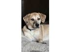 Adopt Regan (R-Litter) a Tan/Yellow/Fawn Great Pyrenees / Labrador Retriever dog