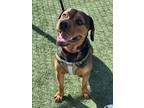 Adopt Otis a Black - with Tan, Yellow or Fawn Rottweiler / Coonhound (Unknown