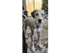 Adopt Ricky a White - with Black Dalmatian dog in South Bend, IN (41051757)