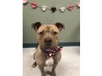 Adopt Ruger a Tan/Yellow/Fawn - with White Pit Bull Terrier / Mixed dog in