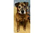 Adopt Scooby a Brindle - with White Boxer / Mixed dog in Lexington