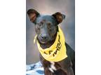 Adopt Misty a Black Australian Kelpie / Manchester Terrier / Mixed dog in