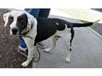 Adopt Zero a Black - with White Dalmatian / Hound (Unknown Type) / Mixed dog in