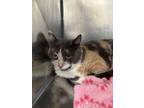 Adopt Celestia a Gray or Blue (Mostly) Domestic Shorthair / Mixed Breed (Medium)