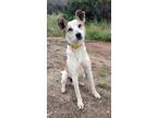 Adopt Bandit a White - with Gray or Silver Jack Russell Terrier / Rat Terrier /