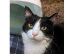 Adopt Clarence a Black & White or Tuxedo Domestic Shorthair / Mixed (short coat)