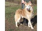 Adopt Polo (Photos 3/4/2024) a Tan/Yellow/Fawn - with White Husky / Mixed dog in