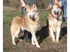 Adopt Polo and Marco a Tan/Yellow/Fawn - with White Husky / Mixed dog in