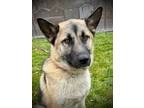 Adopt Henry a Tan/Yellow/Fawn German Shepherd Dog / Mixed Breed (Medium) / Mixed