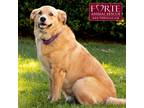 Adopt Cooper a Red/Golden/Orange/Chestnut Golden Retriever / Labrador Retriever