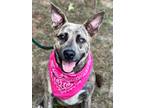 Adopt Pooky a German Shepherd Dog / Mixed dog in Darlington, SC (41153065)