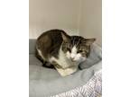 Adopt Mycroft a Brown Tabby Domestic Shorthair / Mixed Breed (Medium) / Mixed