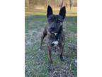Adopt Iris a Brindle Bull Terrier / Mixed Breed (Medium) / Mixed (short coat)