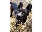 Adopt Radar a Brindle American Pit Bull Terrier / Labrador Retriever / Mixed dog