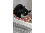 Adopt Goddess a American Shorthair / Mixed (medium coat) cat in Van Wert