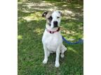 Adopt Sake a Red/Golden/Orange/Chestnut - with White Pit Bull Terrier / Mixed