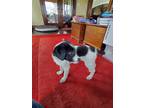 Adopt Margarita a White - with Black Australian Cattle Dog / Mixed Breed