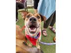 Adopt Bubba a Australian Cattle Dog / Mixed dog in Littleton, CO (40260806)