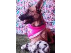 Adopt PRINCESS a Tan/Yellow/Fawn - with Black Belgian Malinois / German Shepherd