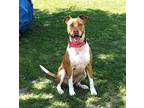Adopt Lady a Red/Golden/Orange/Chestnut - with White Pit Bull Terrier / Mixed