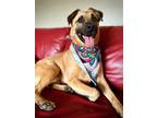 Adopt Chuck Norris a Brown/Chocolate Mastiff / Shepherd (Unknown Type) / Mixed