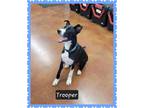 Adopt Trooper a Border Collie / Mixed dog in Granbury, TX (40915362)