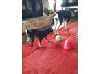 Adopt Mohito a Black - with Tan, Yellow or Fawn Australian Cattle Dog / Mixed