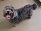 Adopt Murphy a Black Poodle (Miniature) / Mixed (short coat) dog in Pompano