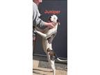 Adopt Jupiter (309 w 26th) a American Pit Bull Terrier / Mixed dog in Pine