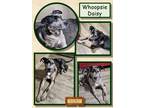 Adopt Whoopsie Daisy a Merle Catahoula Leopard Dog / Mixed dog in Malakoff