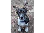 Adopt Bowman a Tricolor (Tan/Brown & Black & White) Australian Shepherd / Mixed