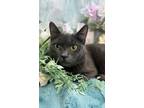 Adopt Josephine a Gray or Blue Domestic Mediumhair (medium coat) cat in Ocean