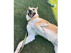 Adopt YOUR DOG'S NEW BEST FRIEND a Red/Golden/Orange/Chestnut Akita / Mixed dog