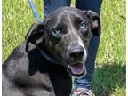 Adopt Barbie a Black - with White Husky / Mixed dog in Anniston, AL (39127194)