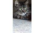 Adopt Aminah a Brown Tabby Domestic Shorthair / Mixed Breed (Medium) / Mixed
