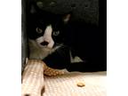 Adopt Baby Boy a All Black Domestic Shorthair / Mixed Breed (Medium) / Mixed