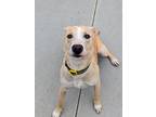 Adopt Whimsical a Tan/Yellow/Fawn - with White Hound (Unknown Type) / Labrador